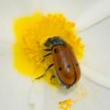 Lachnaia (a Leaf Beetle).jpg